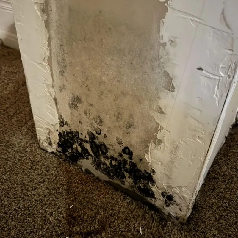 Professional Mold Removal in Benton, LA